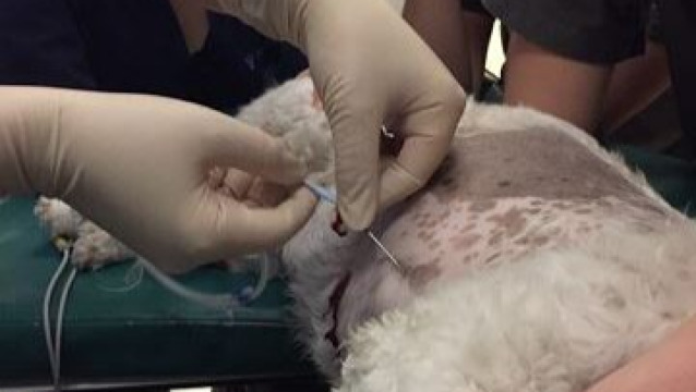 Pericardial disease in dogs and cats