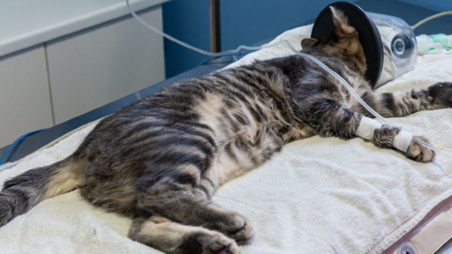 Managing feline trauma