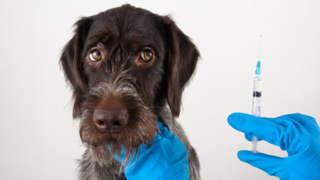 From admission to discharge: Peri-operative analgesia, in depth