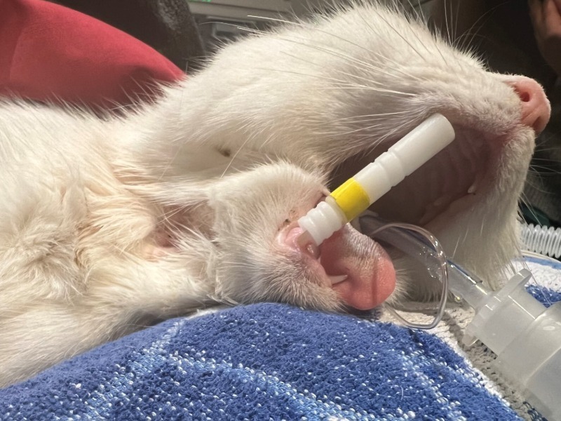 Do Mouth Gags Belong in the Bin? Rethinking Oral Gags in Feline Anaesthesia