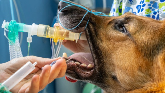 Mastering small animal anaesthesia